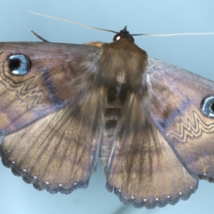 Dasypodia selenophora at Ainslie, ACT - 6 Jan 2022