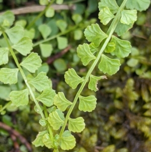 Asplenium flabellifolium at The Rock, NSW - 8 Jan 2022