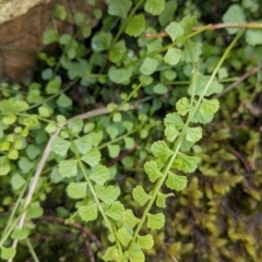 Asplenium flabellifolium at The Rock, NSW - 8 Jan 2022