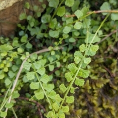 Asplenium flabellifolium at The Rock, NSW - 8 Jan 2022 12:23 PM