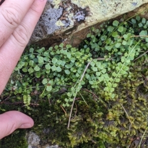 Asplenium flabellifolium at The Rock, NSW - 8 Jan 2022