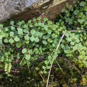 Asplenium flabellifolium at The Rock, NSW - 8 Jan 2022