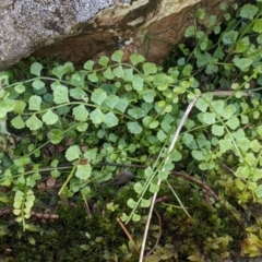 Asplenium flabellifolium at The Rock, NSW - 8 Jan 2022