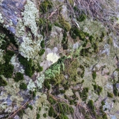 Asplenium flabellifolium at The Rock, NSW - 8 Jan 2022 12:23 PM