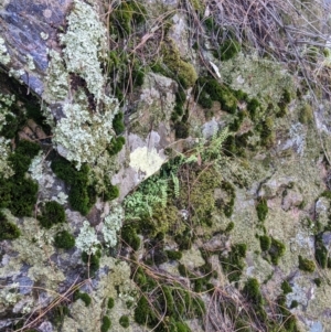 Asplenium flabellifolium at The Rock, NSW - 8 Jan 2022 12:23 PM