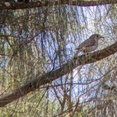 Colluricincla harmonica (Grey Shrikethrush) at The Rock Nature Reserve - 8 Jan 2022 by Darcy