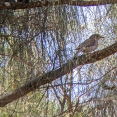 Colluricincla harmonica (Grey Shrikethrush) at The Rock Nature Reserve - Kengal Aboriginal Place - 8 Jan 2022 by Darcy