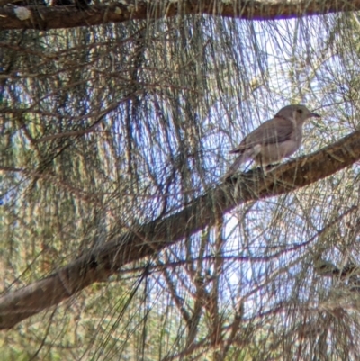 Colluricincla harmonica (Grey Shrikethrush) at The Rock Nature Reserve - Kengal Aboriginal Place - 8 Jan 2022 by Darcy