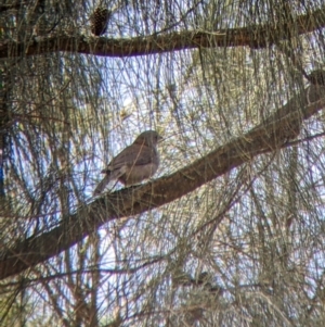 Colluricincla harmonica at The Rock, NSW - 8 Jan 2022 12:28 PM