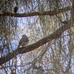 Colluricincla harmonica at The Rock, NSW - 8 Jan 2022 12:28 PM
