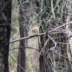 Pyrrholaemus sagittatus (Speckled Warbler) at The Rock Nature Reserve - Kengal Aboriginal Place - 8 Jan 2022 by Darcy