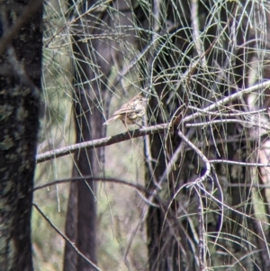 Pyrrholaemus sagittatus at The Rock, NSW - 8 Jan 2022 12:55 PM