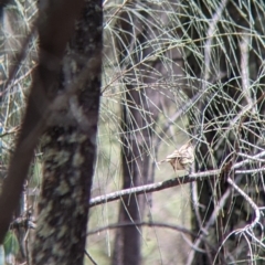 Pyrrholaemus sagittatus at The Rock, NSW - 8 Jan 2022 12:55 PM