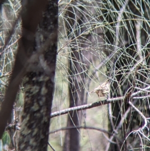 Pyrrholaemus sagittatus at The Rock, NSW - 8 Jan 2022 12:55 PM