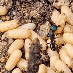 Rhytidoponera metallica (Greenhead ant) at Bigga, NSW - 8 Jan 2022 by tpreston