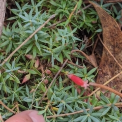 Styphelia humifusum (Cranberry Heath) at The Rock Nature Reserve - 8 Jan 2022 by Darcy