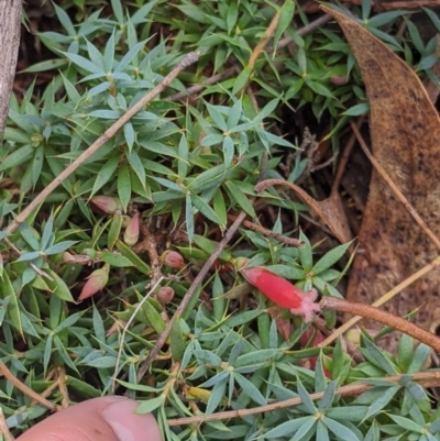 Astroloma humifusum (Cranberry Heath) at The Rock Nature Reserve - 8 Jan 2022 by Darcy