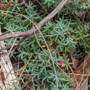 Styphelia humifusum at The Rock, NSW - 8 Jan 2022 01:01 PM