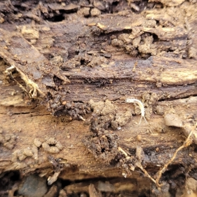 Symphyla (class) (Symphylan or garden centipede) at Keverstone National Park - 8 Jan 2022 by tpreston