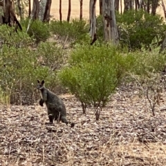 Wallabia bicolor (Swamp Wallaby) at Suttons Dam - 8 Jan 2022 by KL