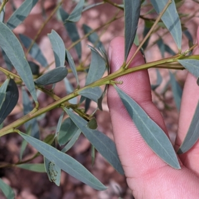 Acacia obtusata (Blunt-leaf Wattle) at The Rock Nature Reserve - Kengal Aboriginal Place - 8 Jan 2022 by Darcy