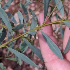 Acacia obtusata (Blunt-leaf Wattle) at The Rock, NSW - 8 Jan 2022 by Darcy