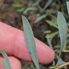 Acacia obtusata at The Rock, NSW - 8 Jan 2022