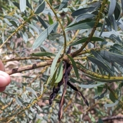 Acacia obtusata at The Rock, NSW - 8 Jan 2022