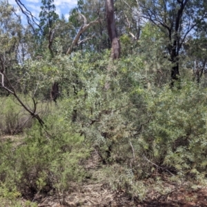 Acacia obtusata at The Rock, NSW - 8 Jan 2022