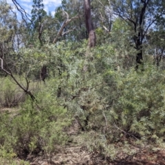 Acacia obtusata at The Rock, NSW - 8 Jan 2022