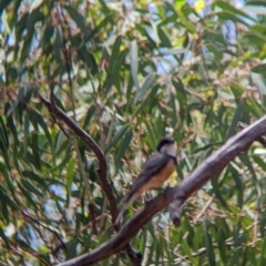 Pachycephala rufiventris (Rufous Whistler) at The Rock Nature Reserve - Kengal Aboriginal Place - 8 Jan 2022 by Darcy