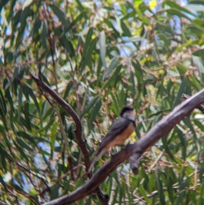 Pachycephala rufiventris (Rufous Whistler) at The Rock, NSW - 8 Jan 2022 by Darcy