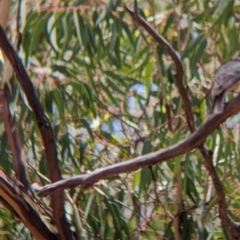 Pachycephala rufiventris at The Rock, NSW - 8 Jan 2022