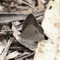 Erina hyacinthina (Varied Dusky-blue) at Bruce Ridge - 14 Dec 2021 by AlisonMilton