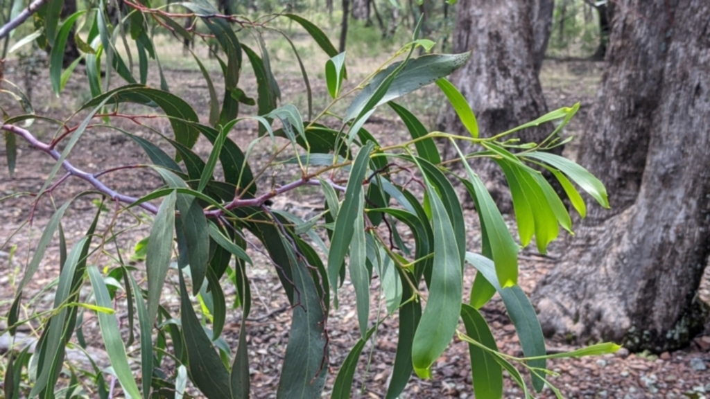 Acacia pycnantha at The Rock, NSW - 8 Jan 2022