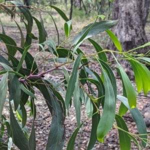 Acacia pycnantha at The Rock, NSW - 8 Jan 2022
