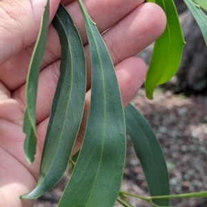 Acacia pycnantha at The Rock, NSW - 8 Jan 2022 01:21 PM