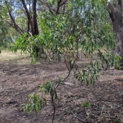 Acacia pycnantha at The Rock, NSW - 8 Jan 2022 01:21 PM