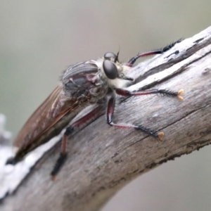 Neoaratus hercules at Bruce, ACT - 14 Dec 2021 11:51 AM