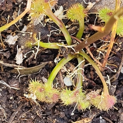 Drosera (genus) (A Sundew) at Bigga, NSW - 8 Jan 2022 by trevorpreston