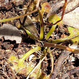 Drosera sp. at Bigga, NSW - 8 Jan 2022 02:03 PM