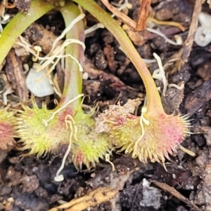 Drosera sp. at Bigga, NSW - 8 Jan 2022 02:03 PM