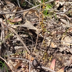 Drosera sp. at Bigga, NSW - 8 Jan 2022 02:03 PM