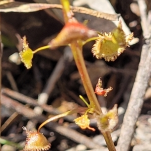 Drosera sp. at Bigga, NSW - 8 Jan 2022 02:03 PM