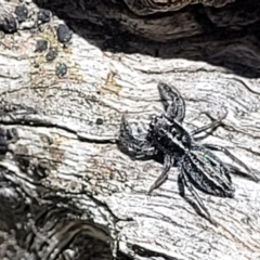 Holoplatys sp. (genus) (Unidentified Holoplatys jumping spider) at Bigga, NSW - 8 Jan 2022 by tpreston