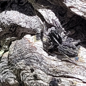 Holoplatys sp. (genus) at Bigga, NSW - 8 Jan 2022