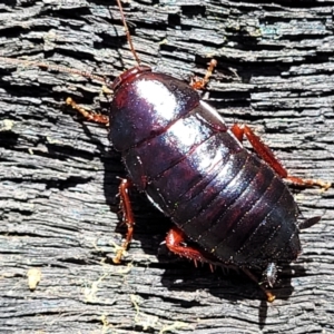 Platyzosteria similis at Bigga, NSW - 8 Jan 2022