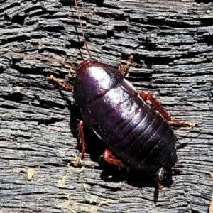 Platyzosteria similis at Bigga, NSW - 8 Jan 2022