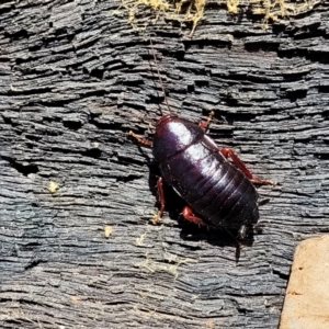 Platyzosteria similis at Bigga, NSW - 8 Jan 2022