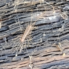 Scutigeridae (family) (A scutigerid centipede) at Bigga, NSW - 8 Jan 2022 by trevorpreston